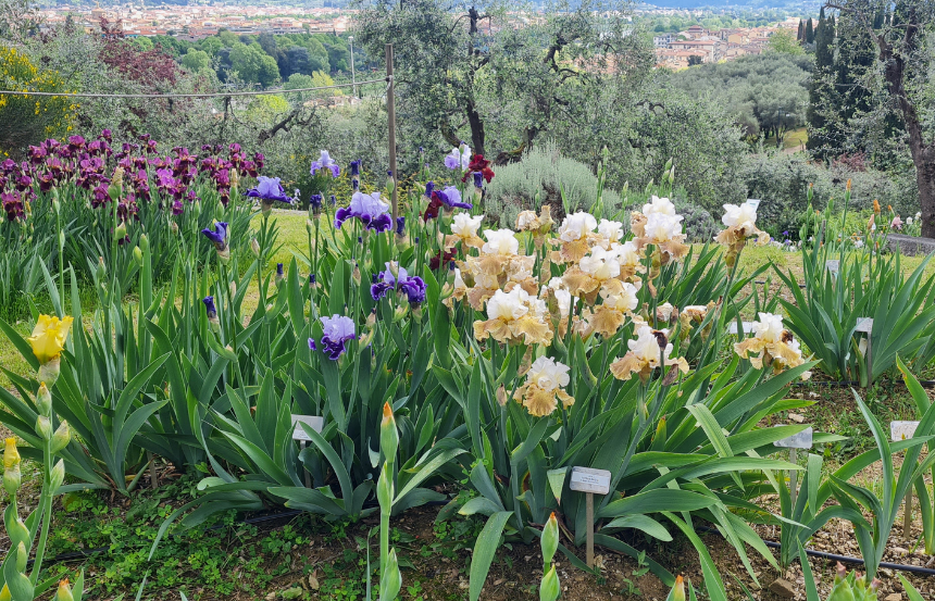 Firenze in fiore: il Giardino dell'Iris riapre con un nuovo spazio e il Concorso Internazionale