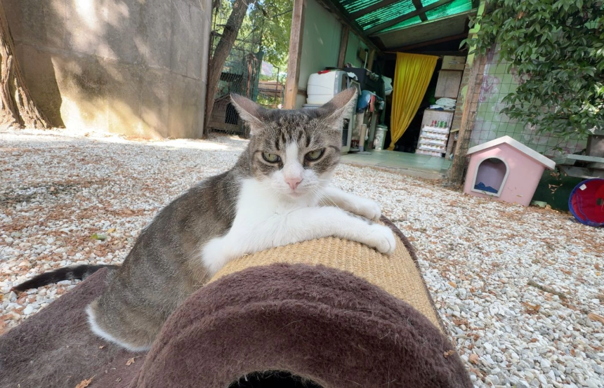 Venduti immobili dell'eredità per il nuovo gattile, il Comune di Empoli otterrà 450mila euro