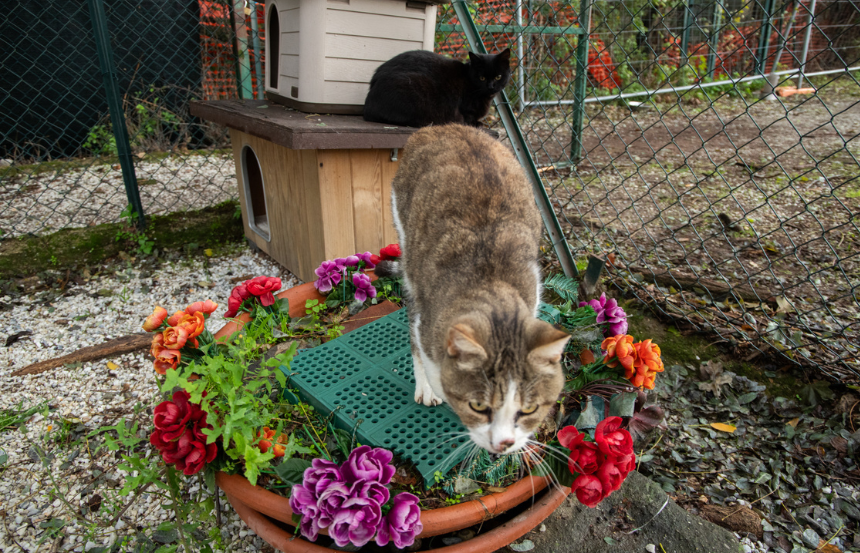 Gattile di Empoli, via libera al trasferimento: nuova sede più ampia e sicura