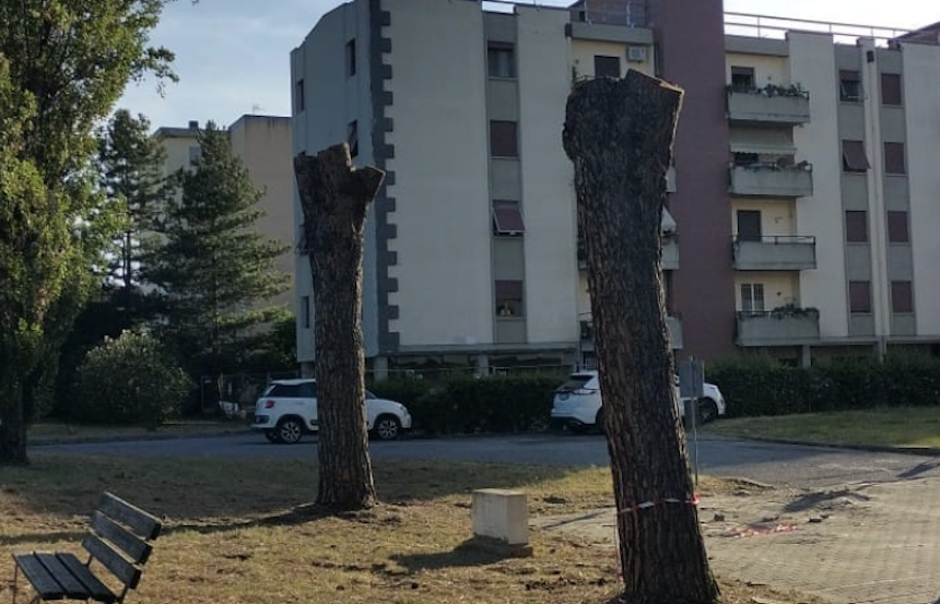 Empoli: pini abbattuti tra le polemiche in viale delle Olimpiadi