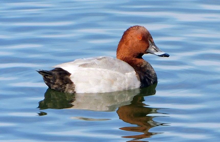 Arnovecchio: appuntamento con una domenica all'insegna del Birdwatching