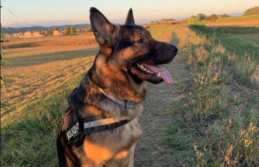 Marley, il Supercane cieco sarà ospite a Casa Sanremo