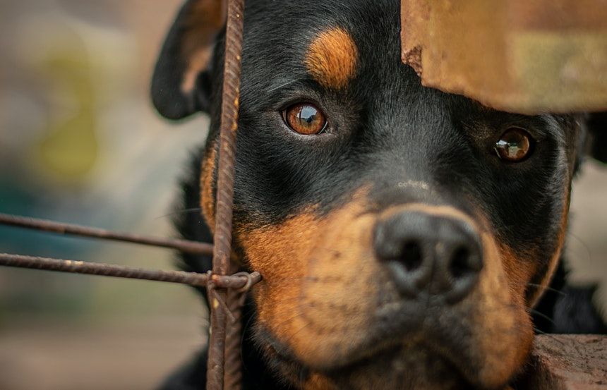 Alessio Mantellassi: ''Un atto dovuto contro i maltrattamenti di animali''